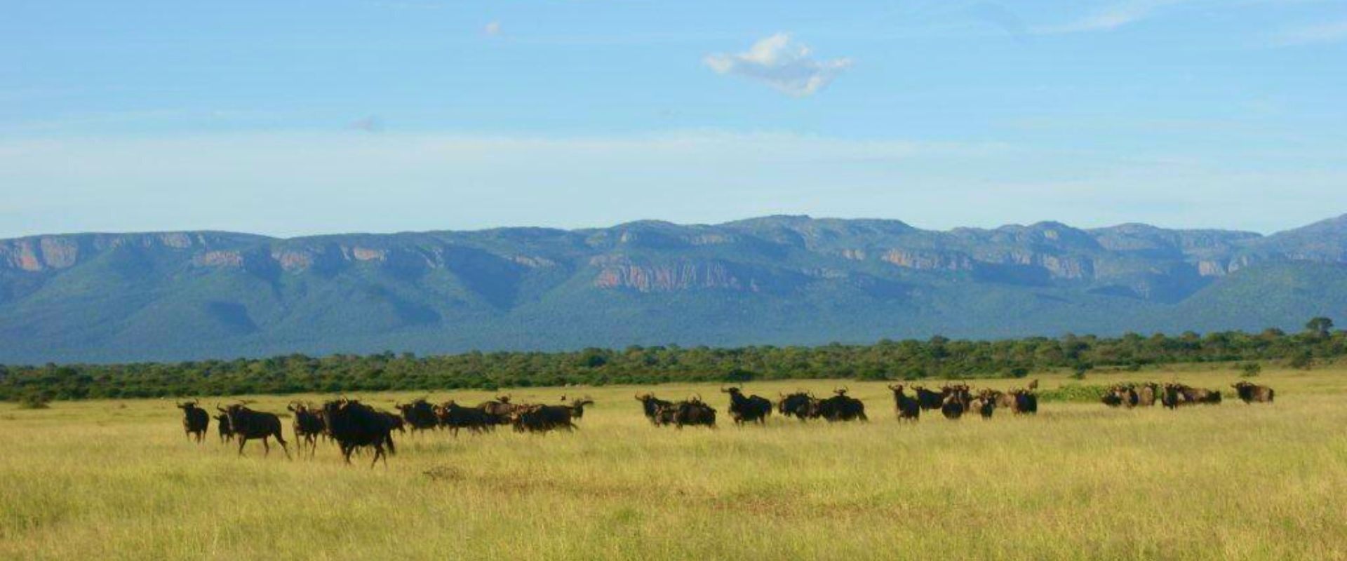 Wildebeest herd below the Soutpansberg Mountains at Zulani Safaris