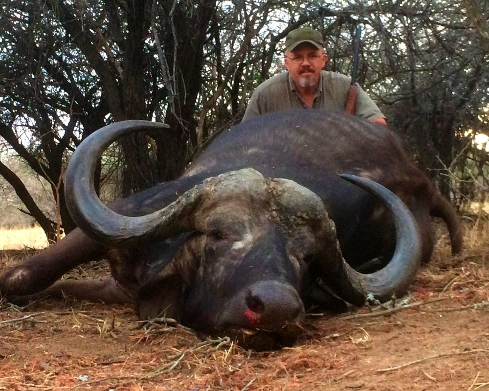 Cape Buffalo hunt in Africa