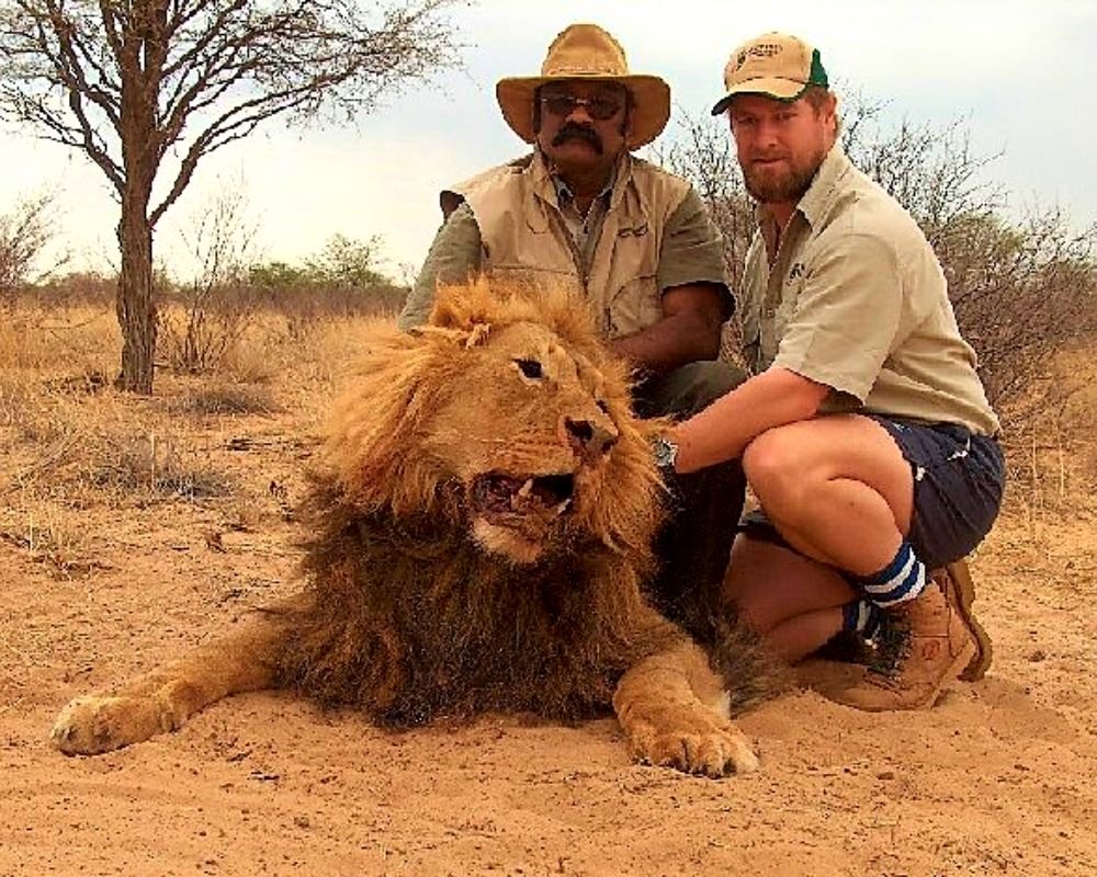 Lion hunt in Africa
