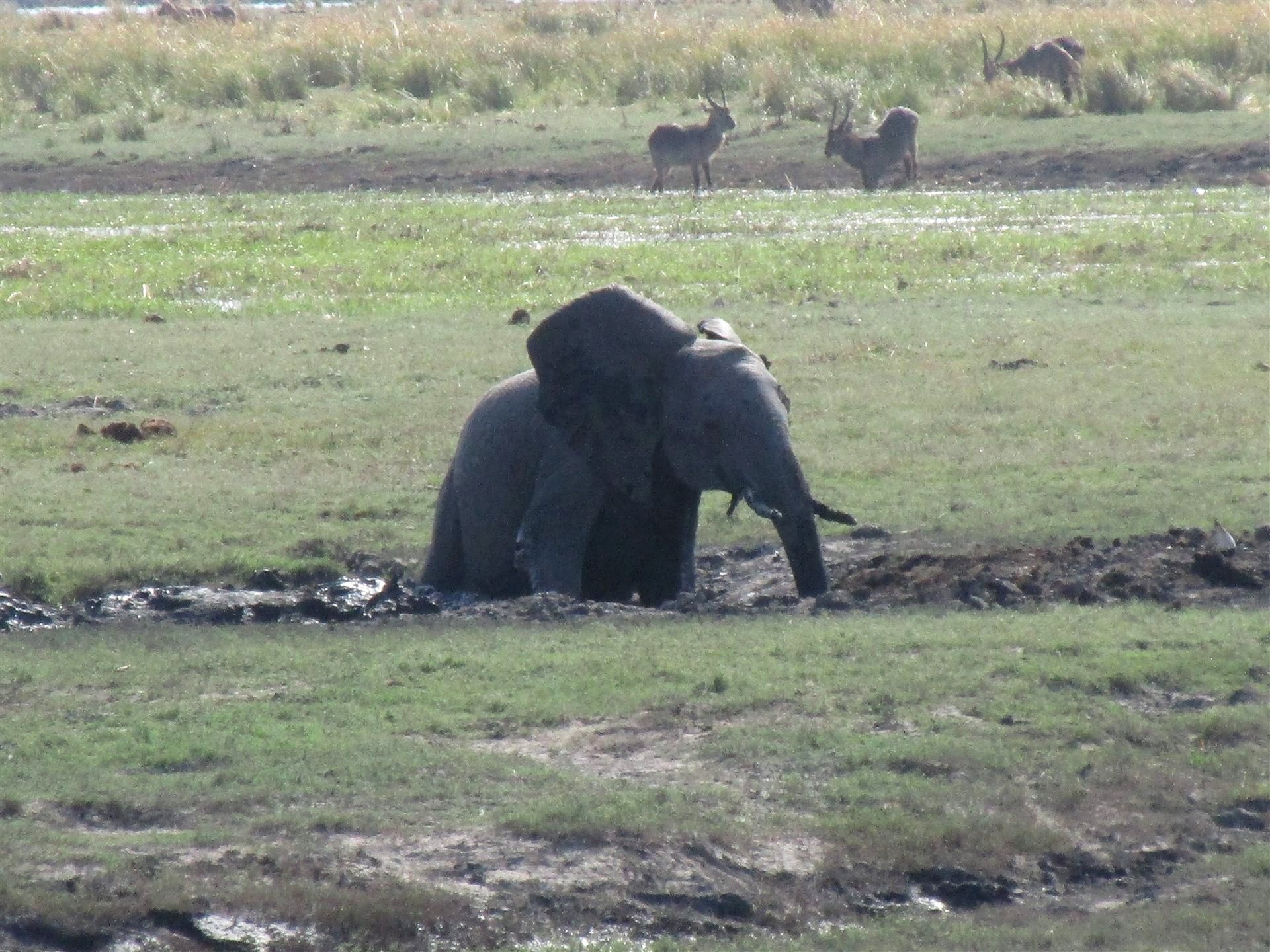 Chobe River, Botswana