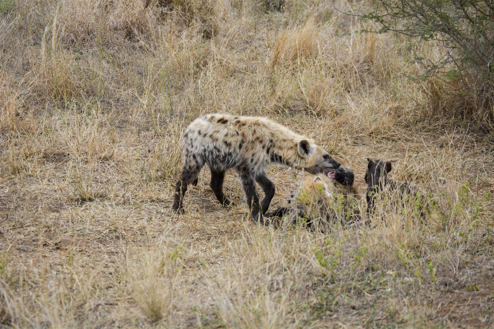 Spotted hyena with pups, Kruger National Park