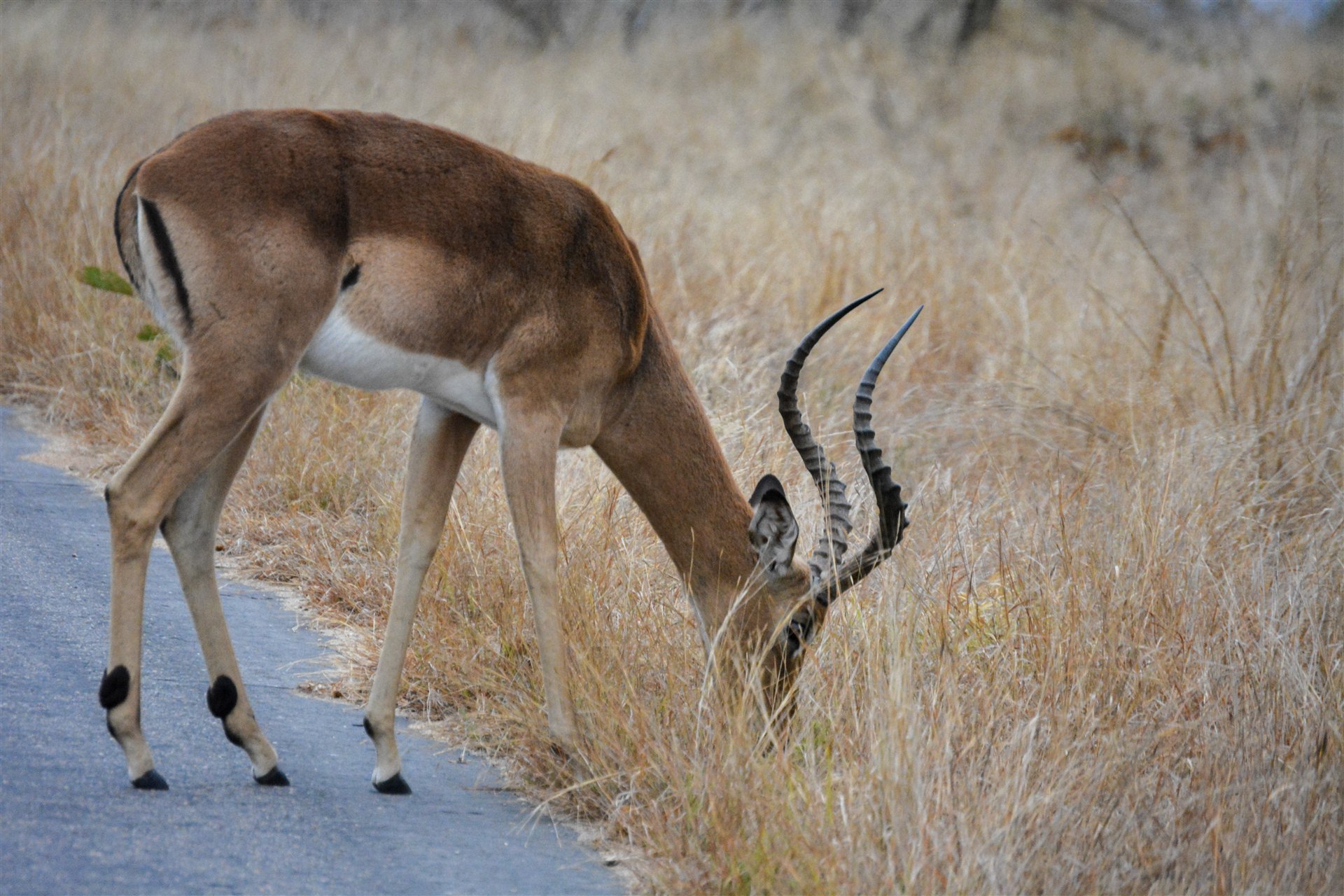 Impala ram grazing, Kruger National Park
