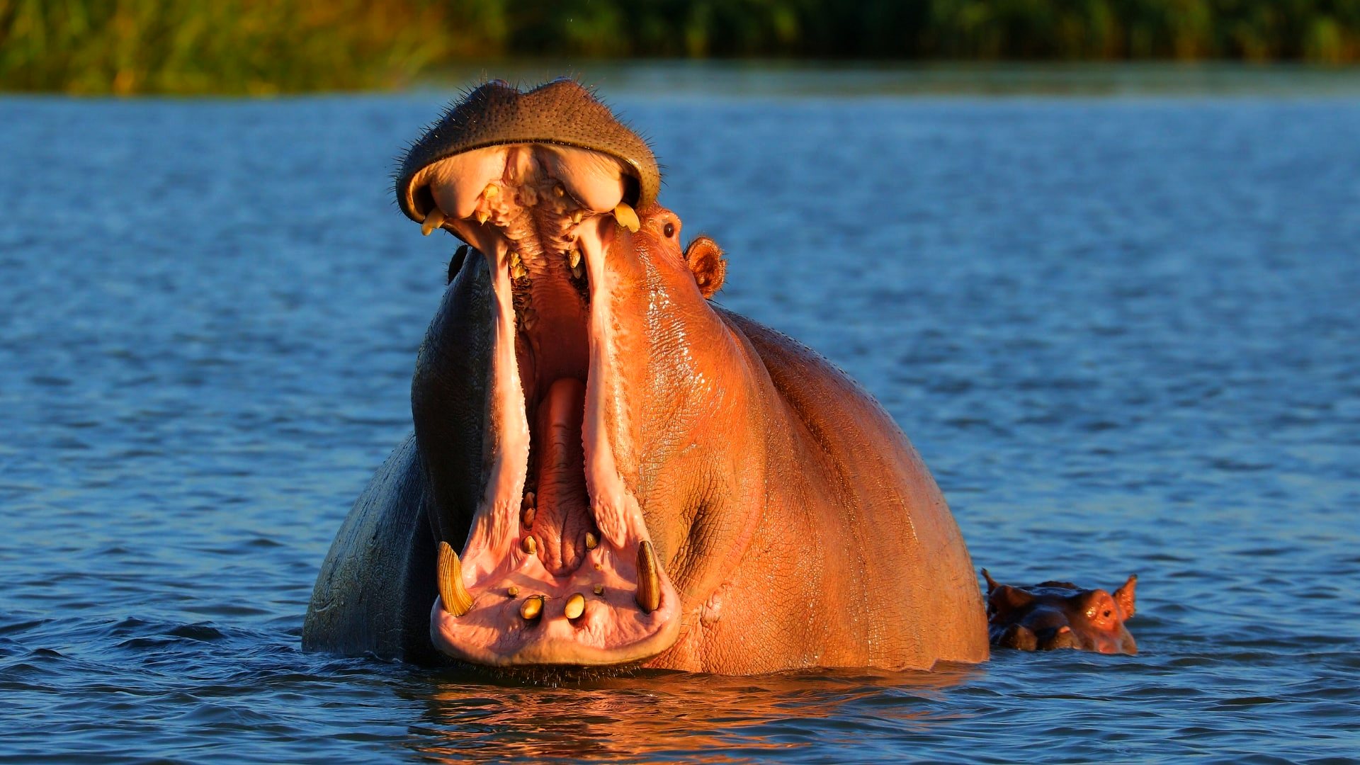 Hippo hunting special at Zulani Safaris